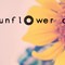 Sunflower Duo