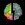 Brain