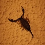 Gioacchino Fittipaldi